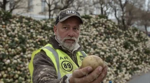 Crise de surproduction de pommes de terre en Europe : pourquoi les prix s’effondrent
