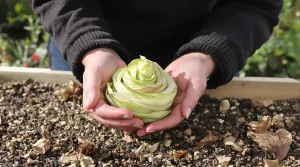 Elle passe tout l’hiver dehors et finit dans vos assiettes : la plante qu’on devrait tous semer