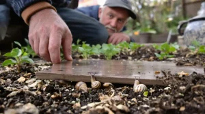 6 astuces de grand-père pour empêcher limaces et escargots de ruiner vos semis de printemps