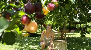 Cet arbre donne des fruits tout l’été, et pourtant très peu le plantent dans leur jardin
