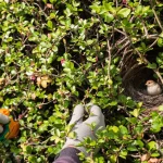 Jardinage : tailler sa haie après le 15 mars est-il vraiment interdit ? La vérité sur la règle