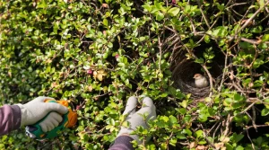 Jardinage : tailler sa haie après le 15 mars est-il vraiment interdit ? La vérité sur la règle