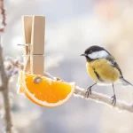 On se moque souvent de cette astuce… jusqu’à ce qu’on découvre à quel point elle aide les oiseaux