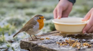 Rouges-gorges : ces deux aliments tout simples au jardin cet hiver les font revenir encore et encore chez vous
